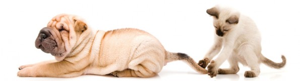 kitten playing with puppy's tail