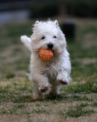 white terrier running with ball