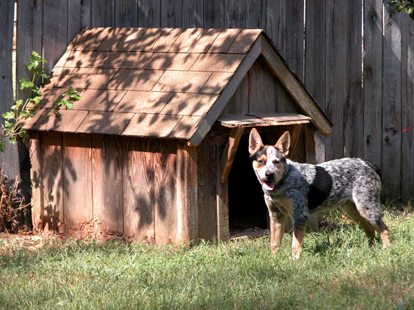 blue heeler in front of wooden dog house