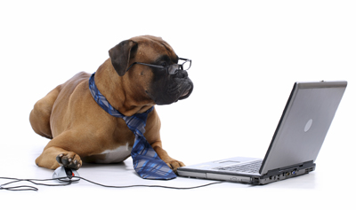 boxer using laptop computer