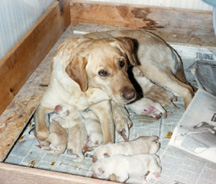 labrador retriever and puppies