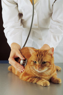 veterinarian examining orange cat