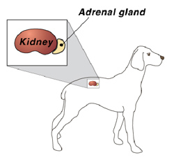 diagram of adrenal gland and kidney in dog