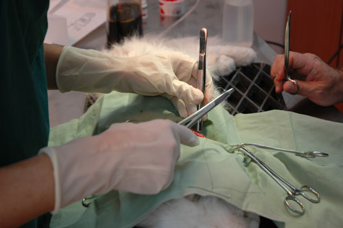 veterinarian performing surgery on cat