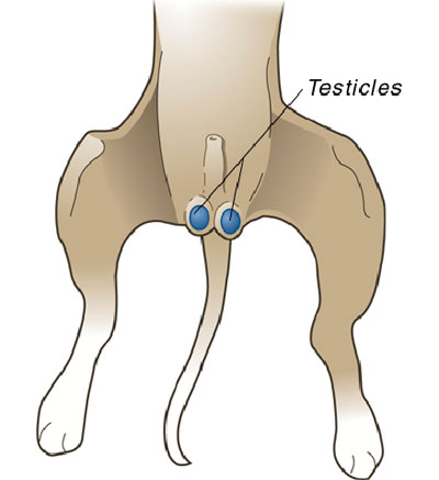 diagram of male reproductive organs in cat