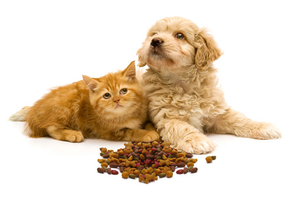 puppy and kitten with kibble