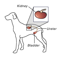 diagram of kidney ureter and bladder in dog