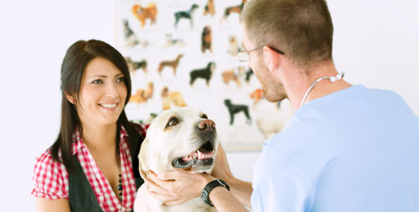 veterinarian and woman examining labrador retriever