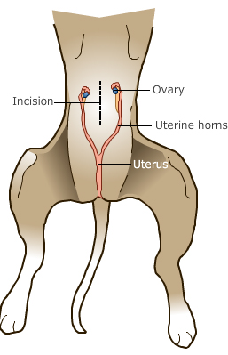 diagram of female reproductive organs in cat