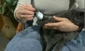 woman holding pills and grey cat