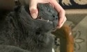 woman checking grey cat's teeth